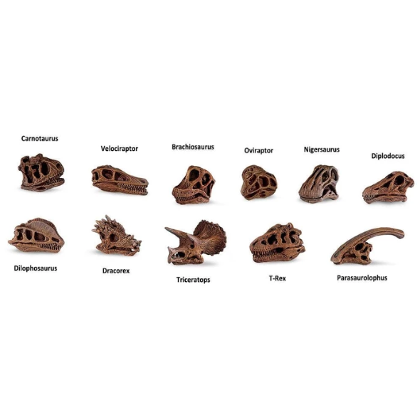 TOOBS: Dinosaur Skulls