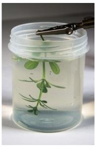 AK-Interactive: Natural Leaves & Plants Neutral Protection - 250ml