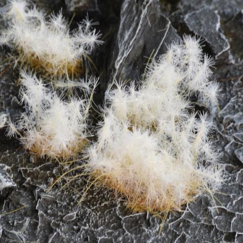 Gamer's Grass Spikey Winter Tufts (12mm)