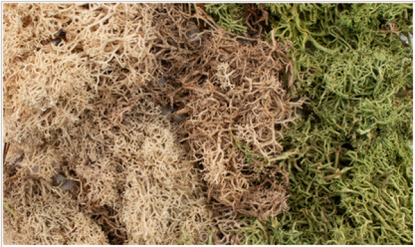 Woodland Scenics: All Game Terrain Accents - Winter Mix EZ Bushes